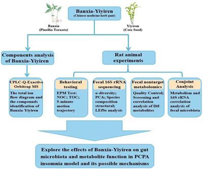 Banxia-Yiyiren alleviates insomnia and anxiety by regulating the gut microbiota and metabolites of PCPA-induced insomnia model rats